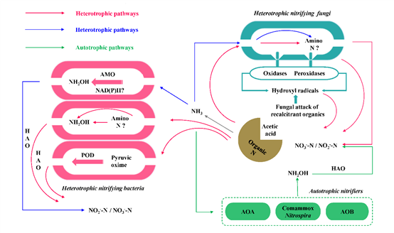 E:?2陆地氮循环?2陆地氮循环数据库Heterotrophic nitrification submission 2022BFS-2023-Second round审稿附件-ResponseFig.1 Microbial pathways leading to nitrate production.tif